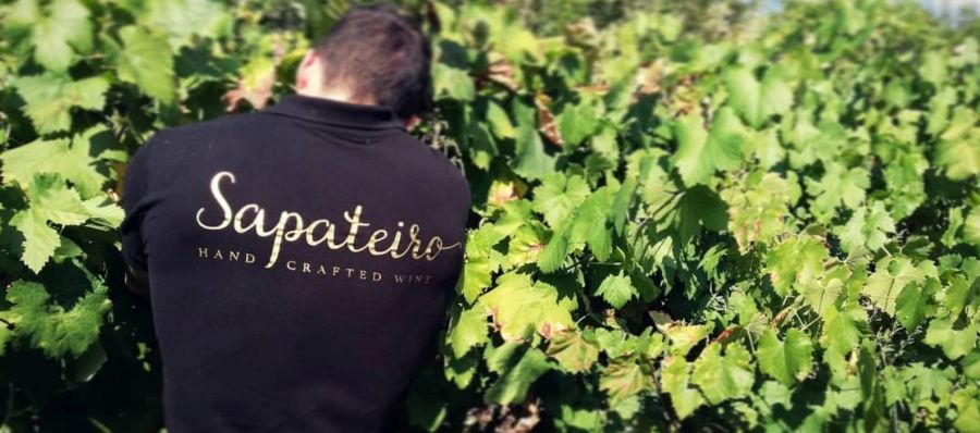 Photo for: Sapateiro Wines – Handcrafted Wines from Portugal