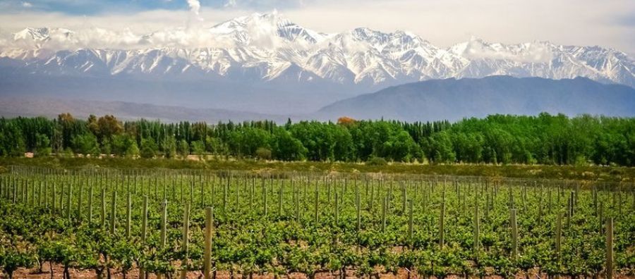 Photo for: Why Should You Invest In South American Wines?